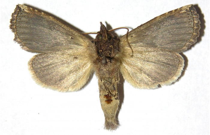 Fig. 5. Adulto <i>Elasmia mandela</i>, posición ventral, macho, Area de Conservación Guanacaste, Sector Mundo Nuevo, Estación La Perla, elevación 325 m.s.n.m.  (05-SRNP-58742-DHJ311429).