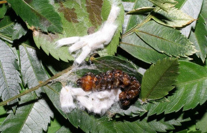 Fig. 24. Capullos de avispa Braconidae <i>Hypomicrogaster</i> OVRGDHJ06, parásito de larva <i>Elasmia mandela</i>, Area de Conservación Guanacaste, Sector Santa Rosa, Area Administrativa, elevación 295 m.s.n.m  (07-SRNP-57846-DHJ428538.jpg).