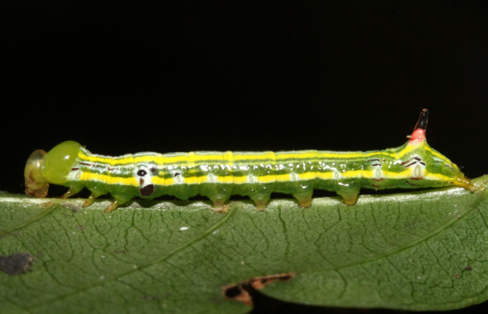 Fig. 21. Larva PU estadío <i>Elasmia schausi</i>, posición lateral, Area de Conservación Guanacaste, Sector Rincon Rain Forest, Vado Río Francia, elevación 400 m.s.n.m.  (13-SRNP-43105-DHJ708161.jpg).