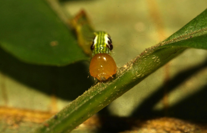 Fig. 8. Larva II estadío <i>Elasmia mandela</i>, posición frontal, Area de Conservación Guanacaste, Sector Pitilla, Amonias, elevación 390 m.s.n.m.  (16-SRNP-30963-DHJ729983.jpg).