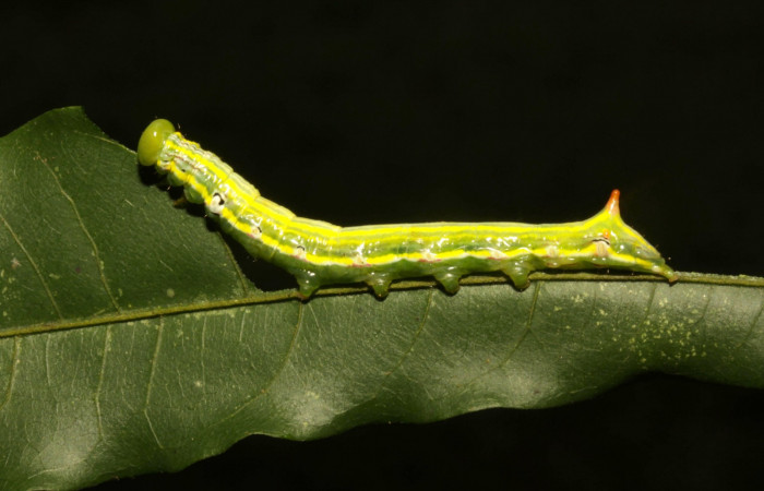 Fig. 17. Larva PU estadío <i>Elasmia mandela</i>, posición lateral, Area de Conservación Guanacaste, Sector Pitilla, Amonias, elevación 390 m.s.n.m.  (16-SRNP-30964-DHJ729985.jpg).