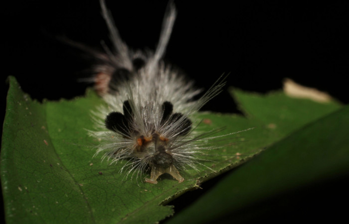 Fig. 10 Larva <i>Xanthyda drucei</i>, Erebidae mostrando la parte trasera. Voucher: 11-SRNP-12777-DHJ494050.jpg.