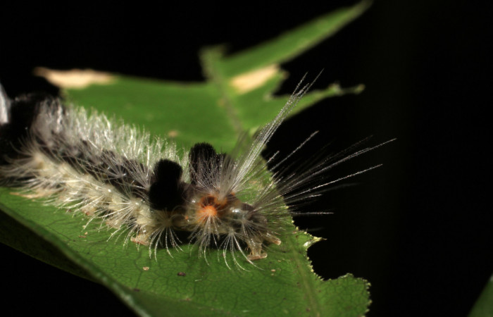 Fig. 11 Larva <i>Xanthyda drucei</i>, Erebidae mostrando la parte trasera. Voucher: 11-SRNP-12777-DHJ494051.jpg.