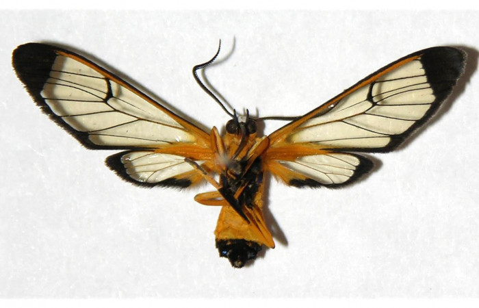 Fig.2 Adulto <i>Xanthyda drucei</i>, Erebidae, hembra, mostrando la parte ventral. Voucher: 04-SRNP-56357-DHJ316881.