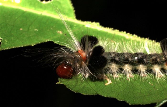 Fig. 7 Larva <i>Xanthyda drucei</i>, Erebidae mostrando la parte dorsal entero. Voucher: 11-SRNP-12777-DHJ494045.jpg.