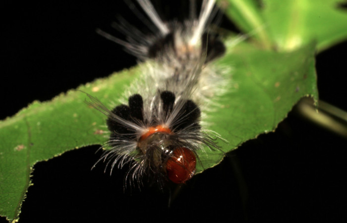 Fig. 8 Larva <i>Xanthyda drucei</i>, Erebidae mostrando la parte cabeza. Voucher: 11-SRNP-12777-DHJ494046.jpg.