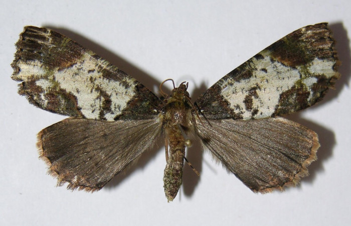 Fig. 18. Hembra de <i>Ischnopteris</i> bryiferaDHJ01 (Goemetridae), en sus alas anteriores presenta un área de color beige característica que no esta presente en el macho. Voucher: 04-SRPN-55521-DHJ326474.