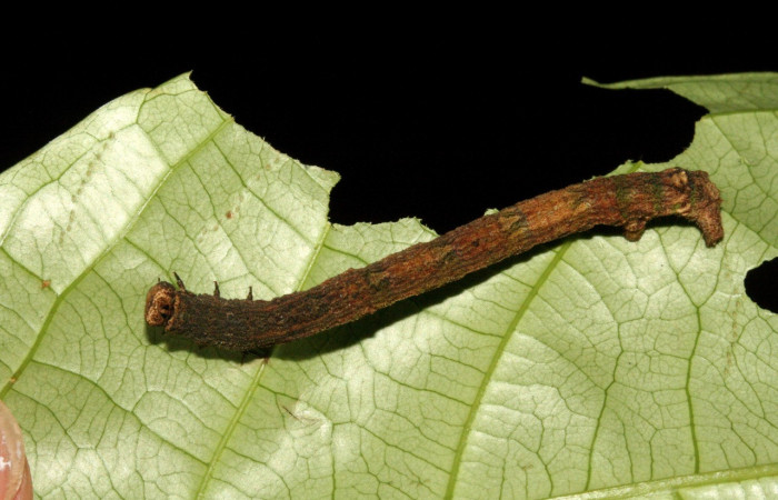 Fig. 7. Larva de <i>Ischnopteris</i> bryiferaDHJ01 (Goemetridae), comiendo brotes de <i>Celastrus vulcanicolus</i> (Celastraceae). Voucher: 10-SRNP-1753-DHJ468590.