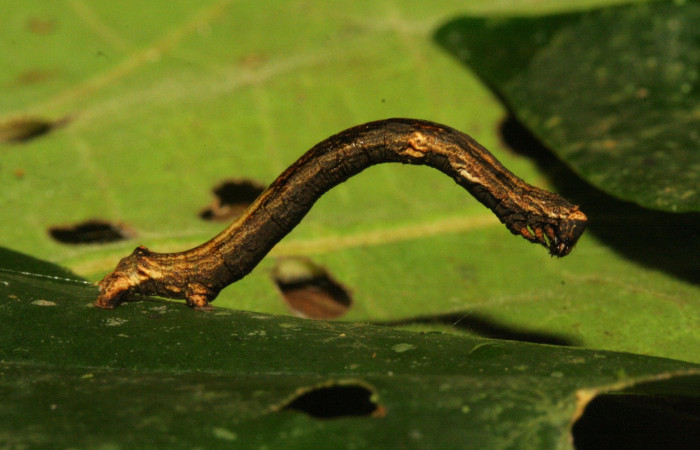 Fig. 10. Larva de <i>Ischnopteris</i> bryiferaDHJ01 (Goemetridae), comiendo <i>Securidaca sylvestris</i> (Polygalacea). Voucher: 12-SRNP-30906-DHJ485487.