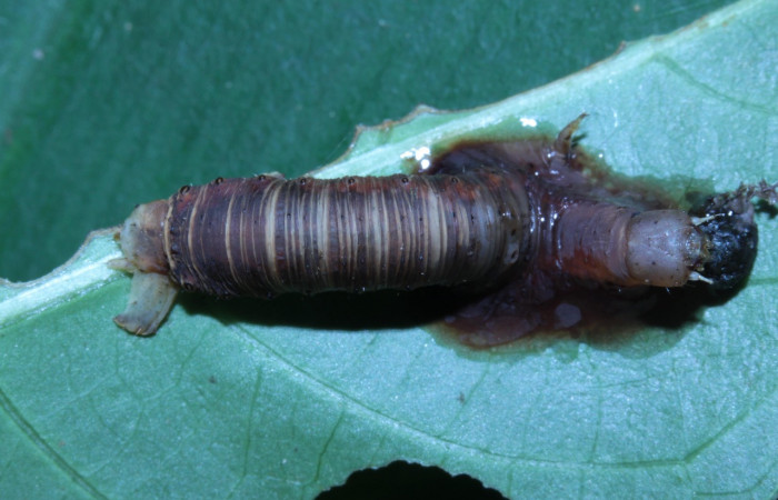 Fig. 13. Larva <i>Ischnopteris</i> bryiferaDHJ01 (Goemetridae), parasitada por rogJanzen01 Janzen01 (Braconidae).Voucher: 14-SRNP-30431-DHJ720657.