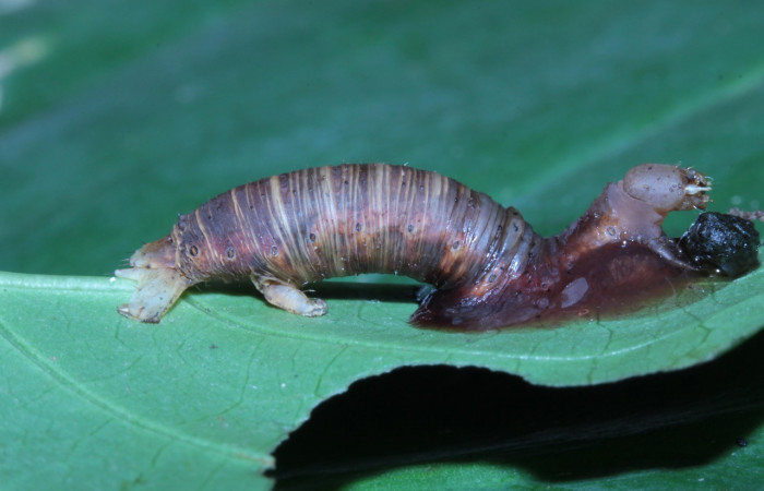 Fig. 14. Larva <i>Ischnopteris</i> bryiferaDHJ01 (Goemetridae), parasitada por rogJanzen01 Janzen01 (Braconidae).Voucher: 14-SRNP-30431-DHJ720658.