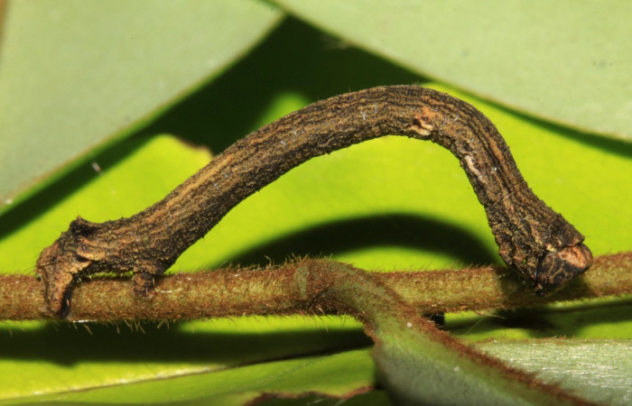 Fig. 4. Larva de <i>Ischnopteris</i> bryiferaDHJ01 (Goemetridae), comiendo <i>Xylopia frutescens</i> (Annonaceae). Voucher: 15-SRNP-30827-DHJ721946.