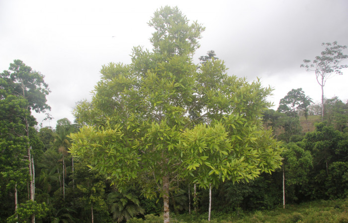 Fig. 15. <i>Callophyllun brasiliense</i> (Callophyllaceae), planta hospedera de larva  <i>Ischnopteris</i> bryiferaDHJ01 (Goemetridae). Foto.Duvalier Briceño, Marzo 2022.