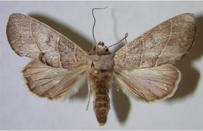 Figura 1. Adulto de <i>Hemiceras indistans</i>, vista dorsal. (01-SRNP-23451-DHJ371672).