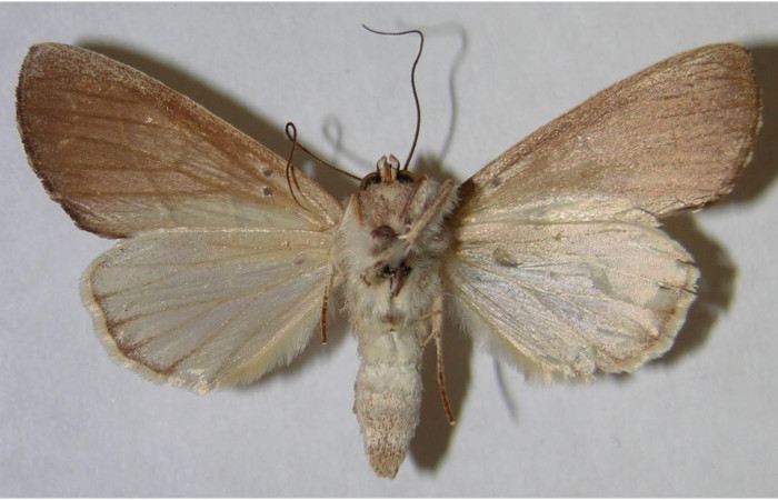 Figura 2. Adulto de <i>Hemiceras indistans</i>, vista ventral. (01-SRNP-23451-DHJ371673).