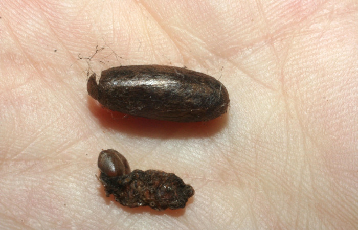 Figura 17. Detalle  de parásito <i>Enicospilus</i> Janzen47 de la familia
Ichneumonidae, que atacan larva de <i>Hemiceras corema</i>, (08-SRNP-101-DHJ453056.)