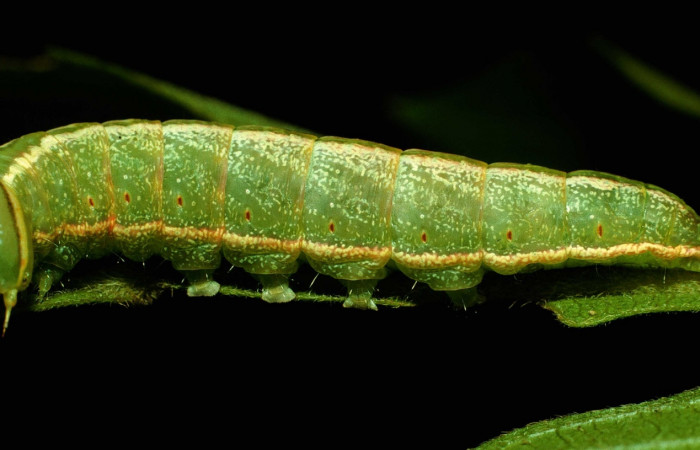 Figura 11. Larva de <i>Hemiceras corema</i>,  vista lateral  en ultimo estadio.  (93-SRNP-7161-DHJ27165).