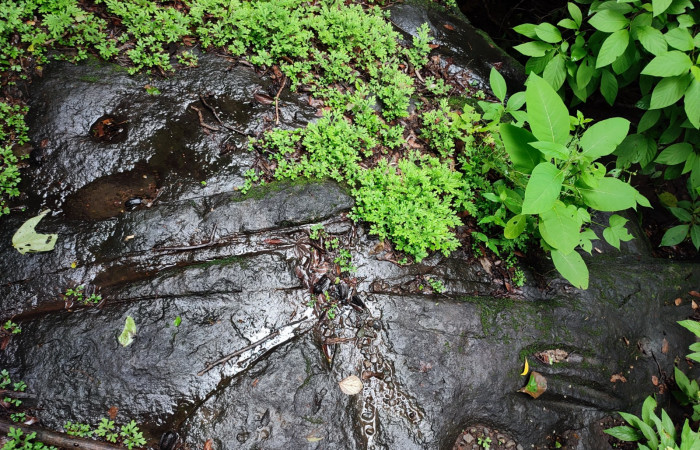 Quebrada El Duende, Sendero Indio Desnudo, Parque Nacional Santa Rosa, 9 de junio 2022, Foto: Melissa Espinoza