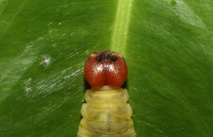 Figura 10. Cabeza <i>Udranomia tomdaleyi</i>, (Hesperiidae), en la planta <i>Ouratea lucens</i> (Ochnaceae). Sector Cacao, Quebrada Otilio, (elevación 550 metros). Colectada 19 junio 2014. (14-SRNP-35373-DHJ490772.jpg).