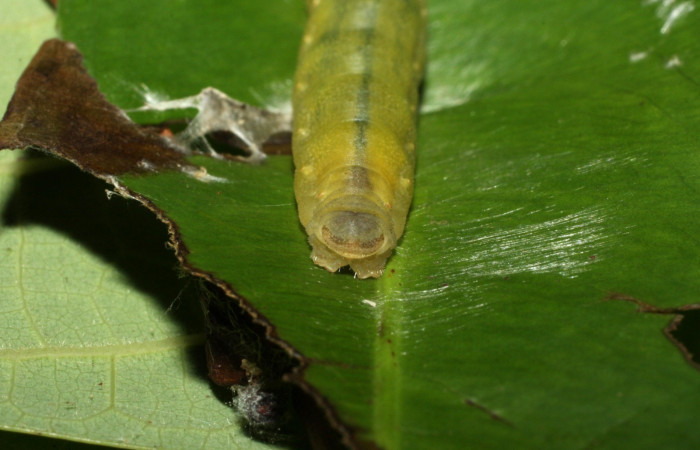 Figura 11. Parte posterior <i>Udranomia tomdaleyi</i>, (Hesperiidae), en la planta <i>Ouratea lucens</i> (Ochnaceae). Sector Cacao, Quebrada Otilio, (elevación 550 metros). Colectada 19 junio 2014. (14-SRNP-35373-DHJ490774.jpg).