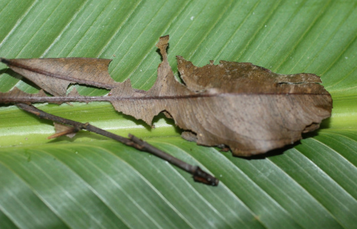 Figura 13. Casita de la pupa <i>Udranomia tomdaleyi</i>, (Hesperiidae). (14-SRNP-56397-DHJ492230.jpg).