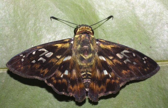 Figura 17. Adulto <i>Udranomia tomdaley</i> (Hesperiidae), posición vista dorsal. (14-SRNP-20541-DHJ710193).