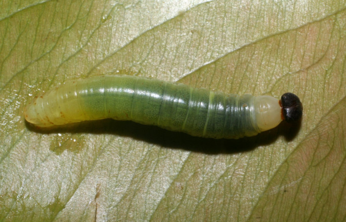 Figura 1. Dorsal entero <i>Udranomia tomdaleyi</i>, (Hesperiidae), en la planta <i>Ouratea lucens</i> (Ochnaceae). Sector El Hacha, Estación Los Almendros, (elevación 290 metros). Colectada 27 mayo 2008. (08-SRNP-21281-DHJ438194.JPG).
