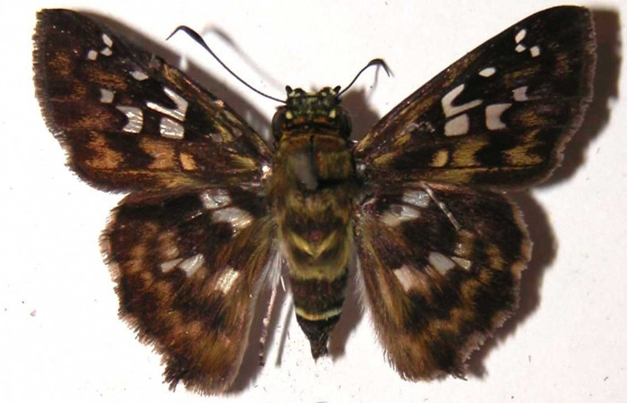 Figura 26. Adulto <i>Udranomia</i> kikkawaiDHJ02 (Hesperiidae), posición vista Dorsal. (03-SRNP-10011-DHJ36736.jpg).