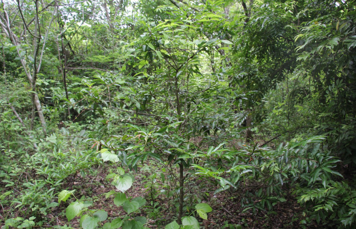 Figura 27. Planta hospedera <i>Ouratea lucens</i> (Ochnaceae), de <i> Udranomia tomdaley</i>, (Hesperiidae). Foto, Elieth Cantillano. 21 mayo 2022.