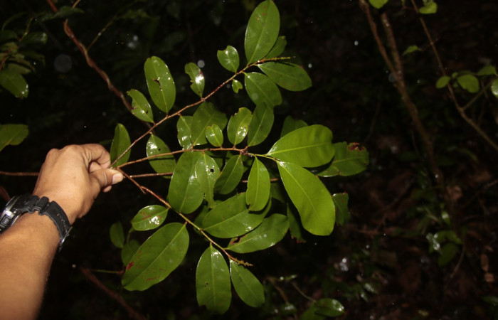 Figura 28. Planta hospedera posición hojas, <i>Ouratea lucens</i> (Ochnaceae), de <i> Udranomia tomdaley</i>, (Hesperiidae). Foto, Adrian Guadamuz. 1 junio 2022.