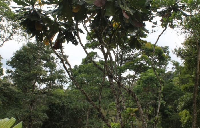 Figura 30. Planta hospedera, <i>Cespedesia spathulata</i> (Ochnaceae), de <i> Udranomia</i> kikkawaiDHJ02, (Hesperiidae). Foto, Jorge Hernández. 16 abril 2014.