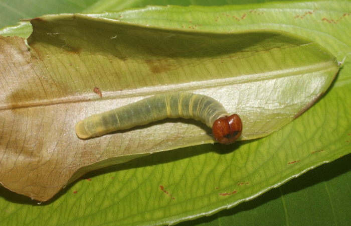 Figura 6. Dorsal entero <i>Udranomia tomdaleyi</i>, (Hesperiidae), en la planta <i>Ouratea lucens</i> (Ochnaceae). Sector Pailas, PL12, (elevación 752 metros). Colectada 19 junio 2014. (14-SRNP-56397-DHJ492217.jpg).