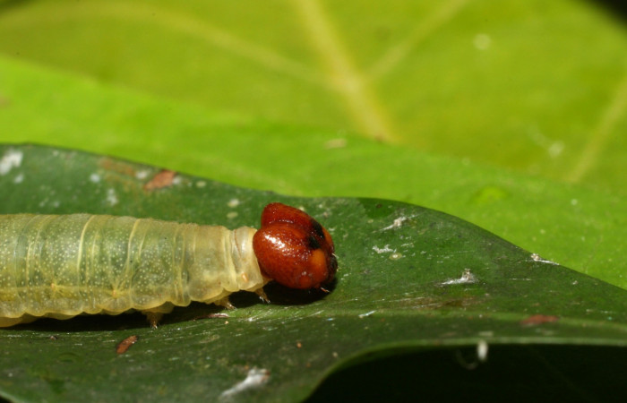Figura 7. Lateral tórax <i>Udranomia tomdaleyi</i>, (Hesperiidae), en la planta <i>Ouratea lucens</i> (Ochnaceae). Sector Cacao,Quebrada Otilio, (elevación 550 metros). Colectada 26 junio 2014. (14-SRNP-35372-DHJ490758.jpg).