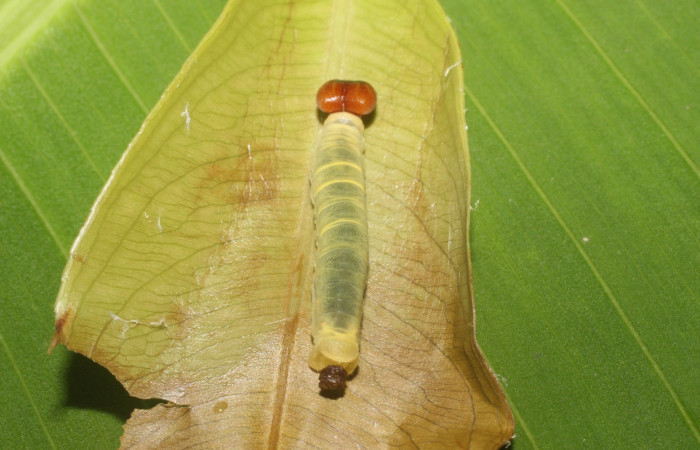 Figura 8. Parte posterior <i>Udranomia tomdaleyi</i>, (Hesperiidae), en la planta <i>Ouratea lucens</i> (Ochnaceae). Sector Pailas, PL 12, (elevación 752 metros). Colectada 19 junio 2014. (14-SRNP-56397-DHJ492222.jpg).