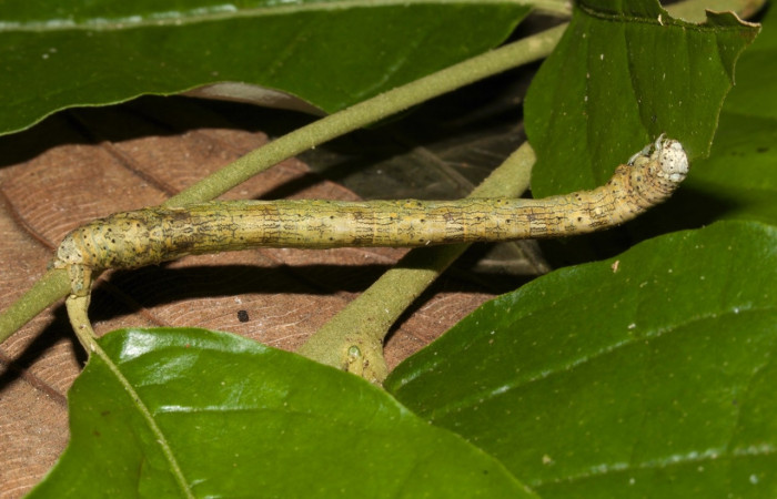Larva en posición dorsal de <i>Simopteryx torquataria</i> (Geometridae), U estadio. Sector Pitilla, Casa Roberto. Voucher 19-SRNP-30211-DHJ749020.jpg.