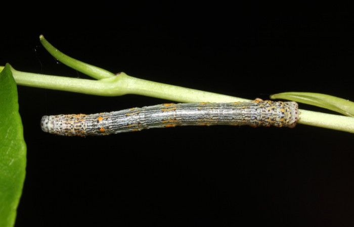 Larva en posición dorsal de <i>Simopteryx</i> torquatariaDHJ01 (Geometridae), U estadio. Sector Rincon Rain Forest, Rió Francia. Voucher 18-SRNP-41843-DHJ725968.jpg.