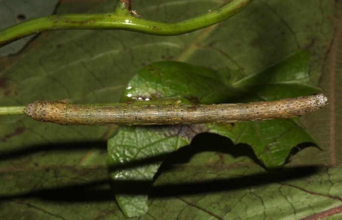 Larva en posición dorsal de <i>Simopteryx</i>torquatariaDHJ02 (Geometridae), U estadio. Sector Pitilla, Casa Roberto. Voucher 18-SRNP-31147-DHJ745332.jpg