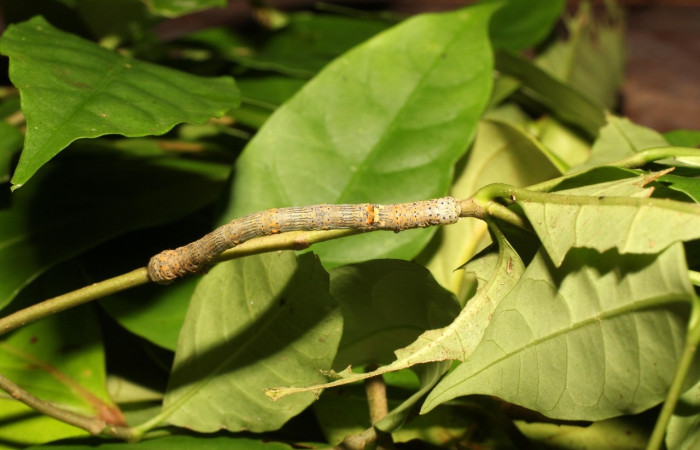 Larva en posición dorsal de <i>Simopteryx</i> torquatariaDHJ03 (Geometridae), PU estadio. Sector Cacao, Sendero derrumbe. Voucher 18-SRNP-35241-DHJ734782.jpg.