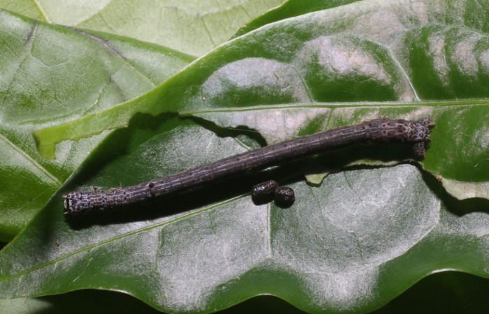 Larva en posición dorsal de <i>Simopteryx</i> torquatariaDHJ05 (Geometridae), PU estadio. Sector San Cristóbal, Sendero Perdido. Voucher 18-SRNP-2559-DHJ705758.jpg.