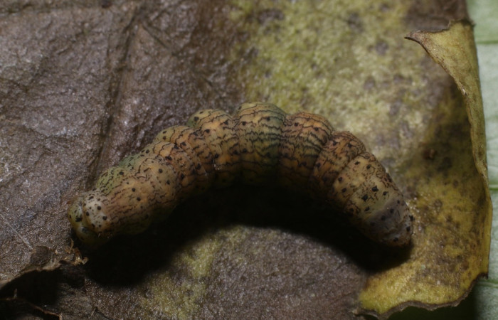Prepupa en posición dorsal de <i>Simopteryx</i> torquatariaDHJ02 (Geometridae). Sector Rincon Rain Forest, Flechasd. Voucher 19-SRNP-80635-DHJ754418.jpg.