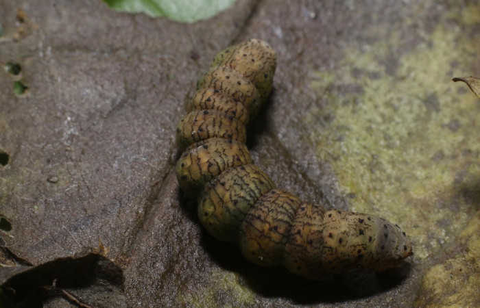 Figura 9. Pupa en posición dorsal de <i>Simopteryx </i>torquatariaDHJ02 (Geometridae). Sector Pitilla, Sendero Laguna. Voucher 18-SRNP-31147-DHJ745696.jpg. Prepupa en posición dorsal de <i>Simopteryx</i> torquatariaDHJ02 (Geometridae). Sector Rincon Rain Forest, Flechasd. Voucher 19-SRNP-80635-DHJ754421.jpg.