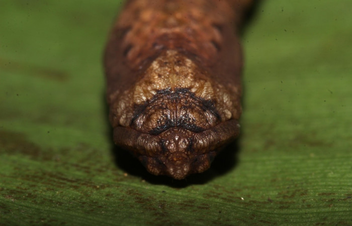 Pupa en posición frontal de <i>Simopteryx</i> torquatariaDHJ02 (Geometridae). Sector Pitilla, Sendero Laguna. Voucher 18-SRNP-31147-DHJ745698.jpg.