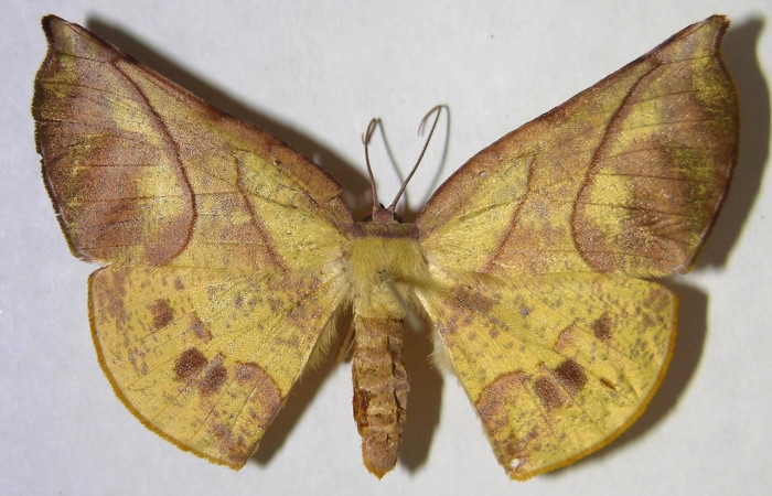 Adulto en posición dorsal de <i>Simopteryx</i> torquatariaDHJ01 (Geometridae). Sector Del Oro, Puente Mena. Voucher 07-SRNP-20496-DHJ371494.