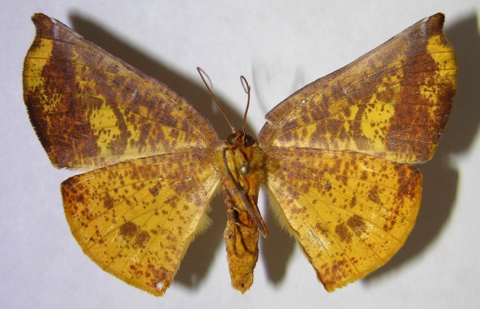 Adulto en posición ventral de <i>Simopteryx</i> torquatariaDHJ01 (Geometridae). Sector Del Oro, Puente Mena. Voucher 07-SRNP-20496-DHJ371495.