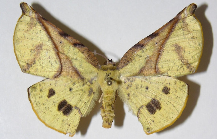 Figura 13. Adulto en posición dorsal de <i>Simopteryx</i> torquatariaDHJ02 (Geometridae). Sector San Cristóbal, Sendero Corredor. Voucher 04-SRNP-2245-DHJ326206.