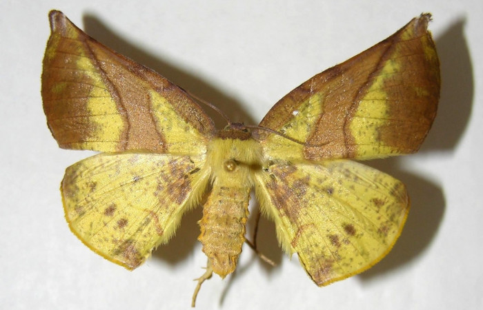 Adulto en posición dorsal de <i>Simopteryx</i> torquatariaDHJ03 (Geometridae). Sector Cacao, Sendero Circular. Voucher 02-SRNP-23342-DHJ357216.