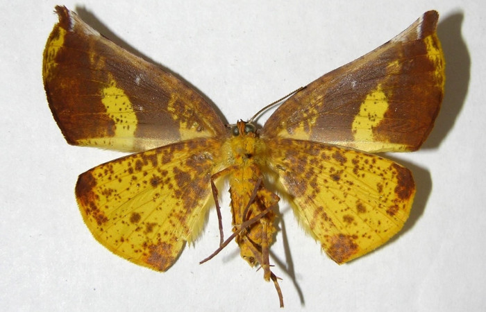Adulto en posición ventral de <i>Simopteryx</i> torquatariaDHJ03 (Geometridae). Sector Cacao, Sendero Circular. Voucher 02-SRNP-23342-DHJ357217.