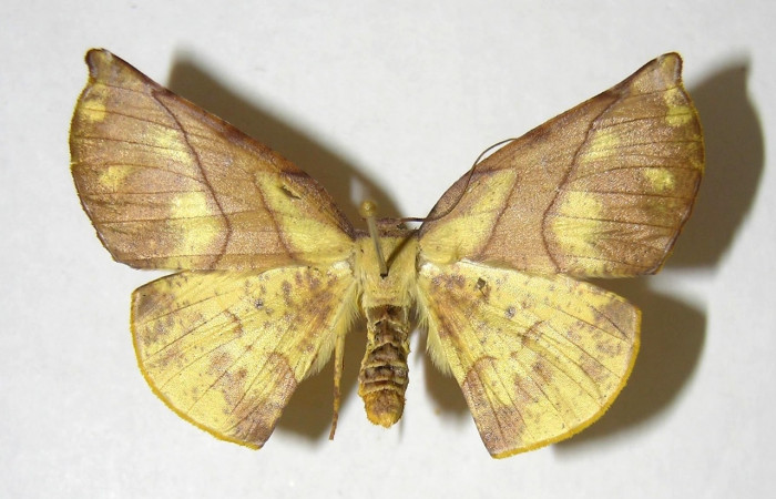 Adulto en posición dorsal de <i>Simopteryx</i> torquatariaDHJ04 (Geometridae). Sector El Hacha, Casa Uno. Voucher 00-SRNP-3442-DHJ357218.