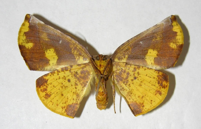 Adulto en posición ventral de <i>Simopteryx</i> torquatariaDHJ04 (Geometridae). Sector El Hacha, Casa Uno. Voucher 00-SRNP-3442-DHJ357219.