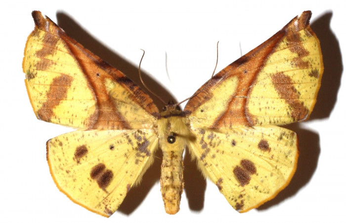 Adulto en posición dorsal de <i>Simopteryx</i> torquatariaDHJ05 (Geometridae). Sector Santa María, Sendera Fosa. Voucher 17-SRNP-35296-DHJ931130.